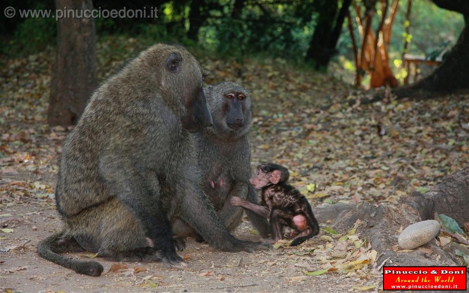 Ethiopia - Mago National Park - Baboons - 11.jpg